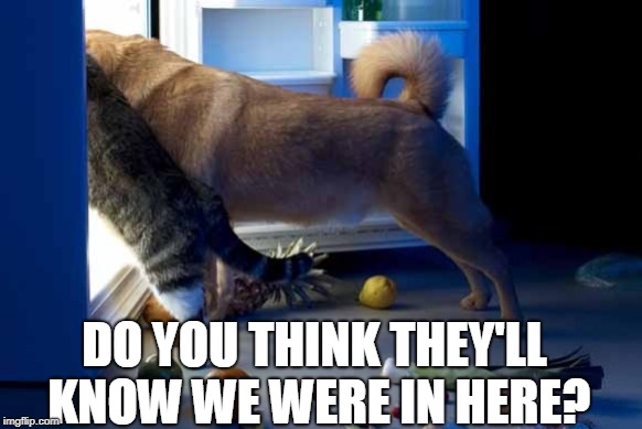 Dog and Cat | DO YOU THINK THEY'LL KNOW WE WERE IN HERE? | image tagged in dog and cat | made w/ Imgflip meme maker