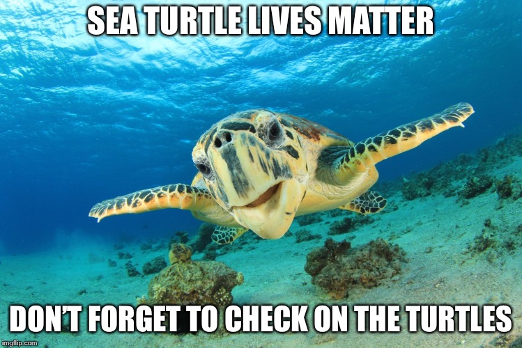 Sea Turtle | SEA TURTLE LIVES MATTER DON’T FORGET TO CHECK ON THE TURTLES | image tagged in sea turtle | made w/ Imgflip meme maker