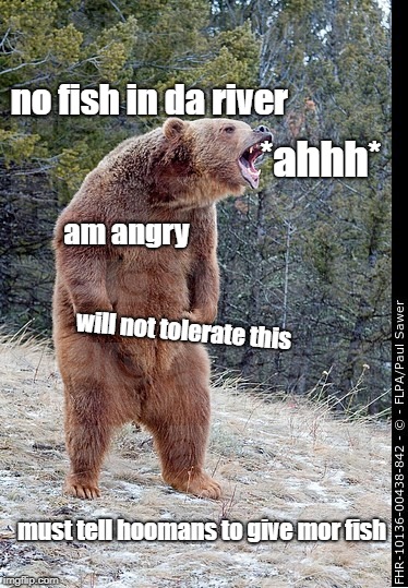 Angry bear | no fish in da river; *ahhh*; am angry; will not tolerate this; must tell hoomans to give mor fish | image tagged in angry bear | made w/ Imgflip meme maker