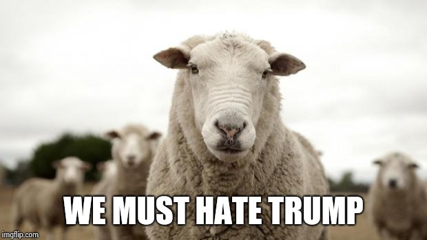 Sheep | WE MUST HATE TRUMP | image tagged in sheep | made w/ Imgflip meme maker