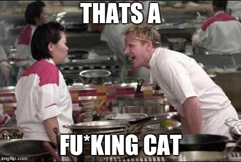 Angry Chef Gordon Ramsay Meme | THATS A; FU*KING CAT | image tagged in memes,angry chef gordon ramsay | made w/ Imgflip meme maker