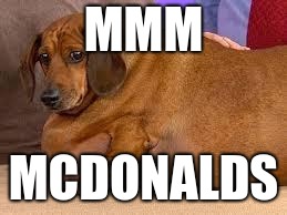 proof im a time traveler: look when i posted this | MMM; MCDONALDS | image tagged in fat dog | made w/ Imgflip meme maker