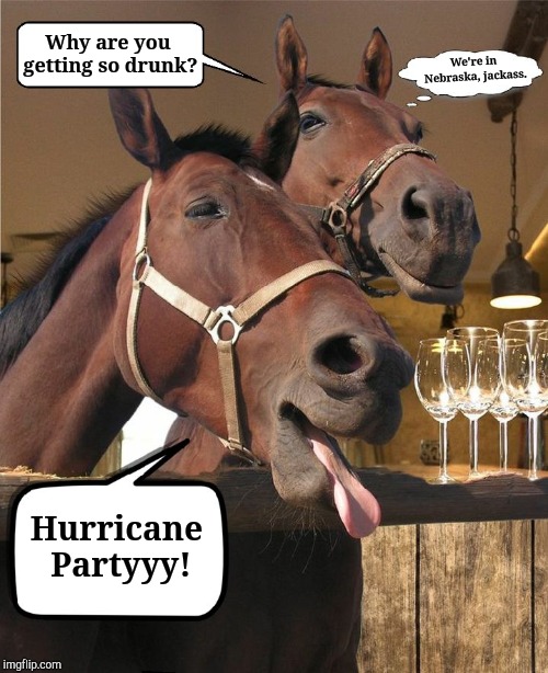 I Declare September: Hurricane Month
Any Excuse For A Party! | Why are you getting so drunk? We're in Nebraska, jackass. Hurricane Partyyy! | image tagged in drunken horse,jefthehobo,i bring the funny,hurricane florence,hurricane flow | made w/ Imgflip meme maker