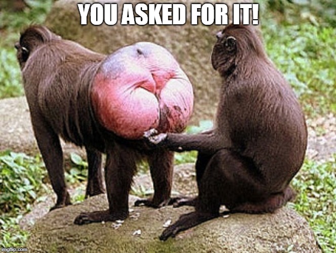 Monkey butt | YOU ASKED FOR IT! | image tagged in monkey butt | made w/ Imgflip meme maker