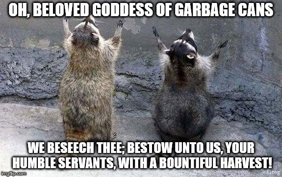 Pray to the Goddess of Trash Cans | OH, BELOVED GODDESS OF GARBAGE CANS; WE BESEECH THEE; BESTOW UNTO US, YOUR HUMBLE SERVANTS, WITH A BOUNTIFUL HARVEST! | image tagged in raccoon worshipping | made w/ Imgflip meme maker