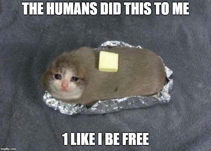 Help dis cat plz | THE HUMANS DID THIS TO ME; 1 LIKE I BE FREE | image tagged in memes,help me | made w/ Imgflip meme maker