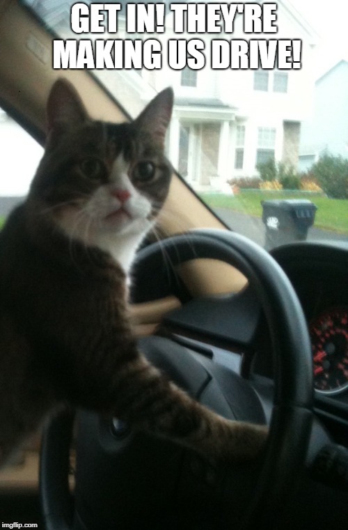 JoJo The Driving Cat | GET IN! THEY'RE MAKING US DRIVE! | image tagged in jojo the driving cat | made w/ Imgflip meme maker