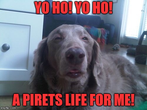 High Dog Meme | YO HO! YO HO! A PIRETS LIFE FOR ME! | image tagged in memes,high dog | made w/ Imgflip meme maker