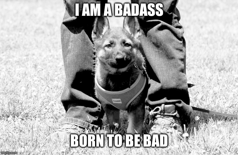 Cava | I AM A BADASS; BORN TO BE BAD | image tagged in animals | made w/ Imgflip meme maker