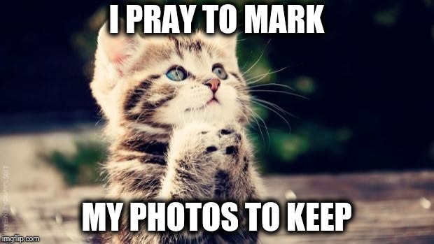 Praying cat | I PRAY TO MARK MY PHOTOS TO KEEP | image tagged in praying cat | made w/ Imgflip meme maker