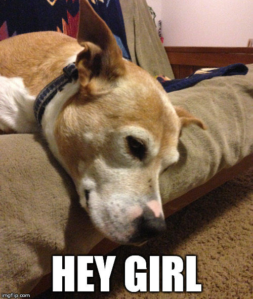 Hey Girl Dog | HEY GIRL | image tagged in hey girl,funny,dog,silly,parody | made w/ Imgflip meme maker