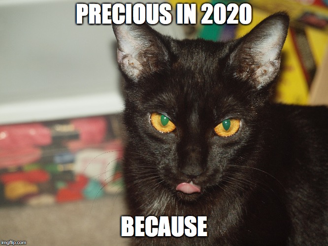 PRECIOUS IN 2020; BECAUSE | image tagged in precious,cat,president | made w/ Imgflip meme maker