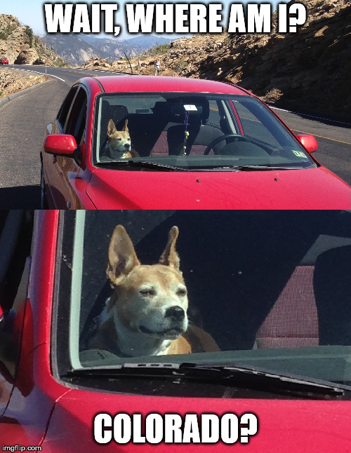 Road Tripping Dog: High State | WAIT, WHERE AM I? COLORADO? | image tagged in dog,stoned,stoner dog,road trip,high,colorado | made w/ Imgflip meme maker