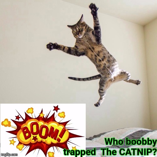 Exploding cat. | Who boobby trapped 
The CATNIP? | image tagged in exploding cat | made w/ Imgflip meme maker