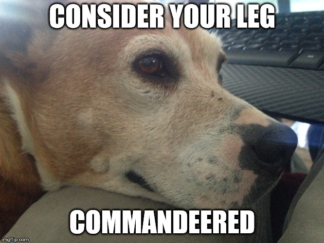 Leg Pirate | CONSIDER YOUR LEG; COMMANDEERED | image tagged in dogs,cute,funny,needs attention,get your attention,pay attention to me | made w/ Imgflip meme maker