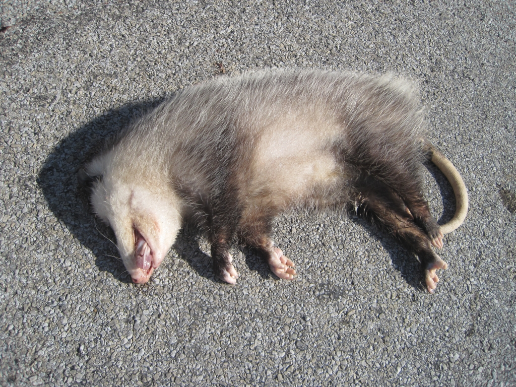 Roadkill opossum Blank Meme Template