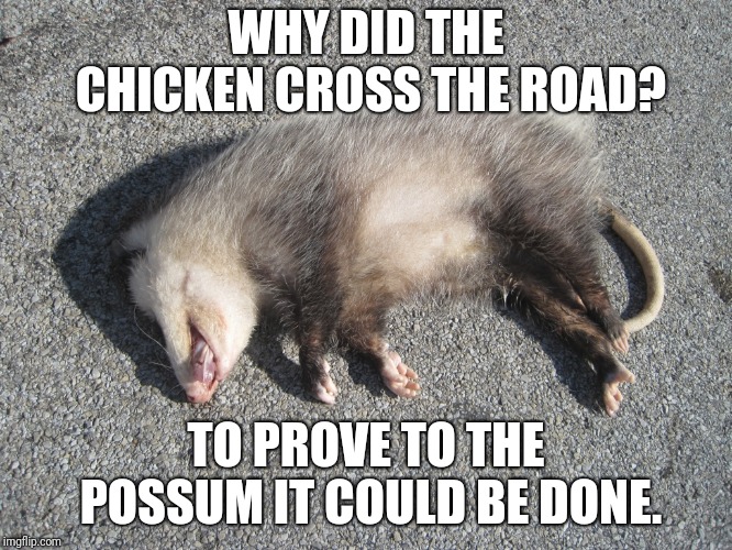 The answer I like best to that age-old question... | WHY DID THE CHICKEN CROSS THE ROAD? TO PROVE TO THE POSSUM IT COULD BE DONE. | image tagged in roadkill opossum,memes,why the chicken cross the road | made w/ Imgflip meme maker