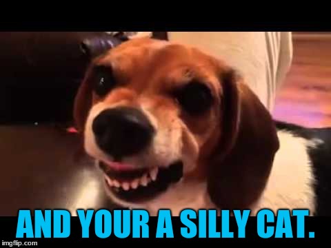 Grumpy Beagle don't like selfies | AND YOUR A SILLY CAT. | image tagged in grumpy beagle don't like selfies | made w/ Imgflip meme maker