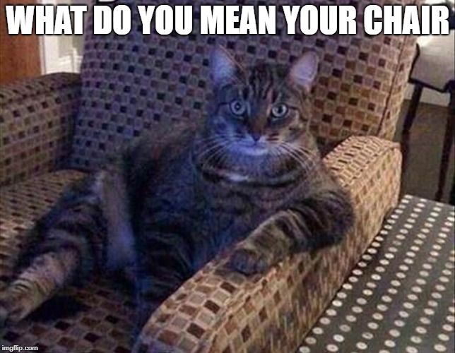 i don't see your name on it  | WHAT DO YOU MEAN YOUR CHAIR | image tagged in cat,easy chair | made w/ Imgflip meme maker