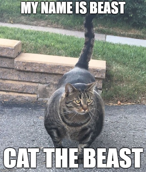 beasty cat | MY NAME IS BEAST; CAT THE BEAST | image tagged in cat,beast,muscular | made w/ Imgflip meme maker