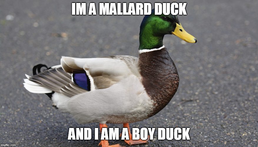 the cute duck | IM A MALLARD DUCK; AND I AM A BOY DUCK | image tagged in memes,cute,duck | made w/ Imgflip meme maker