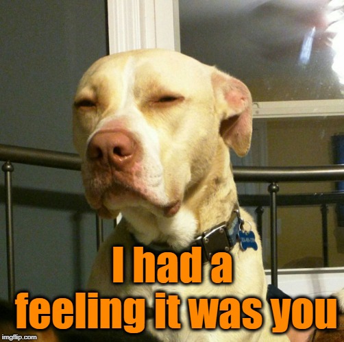 Suspicious Dog | I had a feeling it was you | image tagged in suspicious dog | made w/ Imgflip meme maker