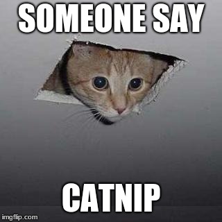 Ceiling Cat Meme | SOMEONE SAY; CATNIP | image tagged in memes,ceiling cat | made w/ Imgflip meme maker