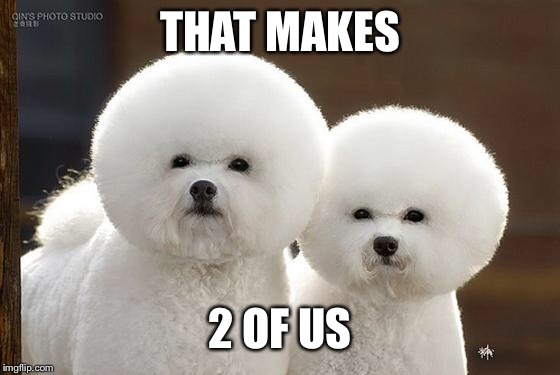 Bichon Frise | THAT MAKES 2 OF US | image tagged in bichon frise | made w/ Imgflip meme maker
