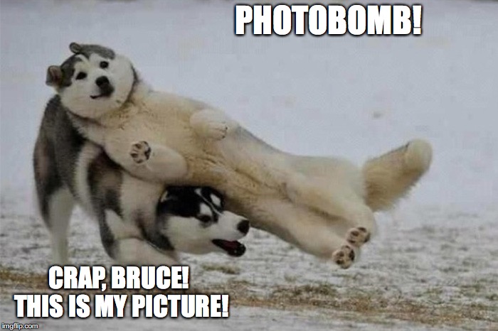 PHOTOBOMB! CRAP, BRUCE! THIS IS MY PICTURE! | image tagged in trust dogs,punman21 | made w/ Imgflip meme maker
