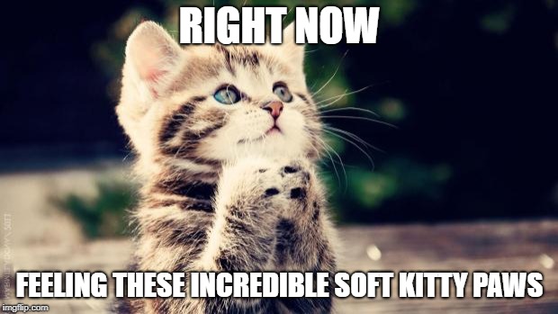 Praying cat | RIGHT NOW FEELING THESE INCREDIBLE SOFT KITTY PAWS | image tagged in praying cat | made w/ Imgflip meme maker