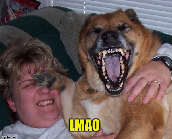 laughing dog | LMAO | image tagged in laughing dog | made w/ Imgflip meme maker