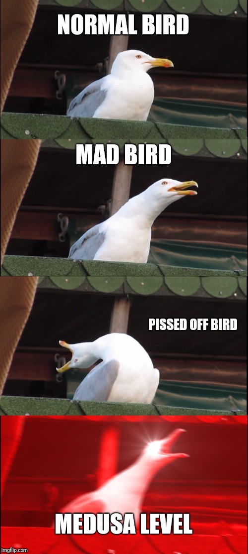 Inhaling Seagull Meme | NORMAL BIRD; MAD BIRD; PISSED OFF BIRD; MEDUSA LEVEL | image tagged in memes,inhaling seagull | made w/ Imgflip meme maker
