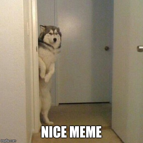 siberian dog | NICE MEME | image tagged in siberian dog | made w/ Imgflip meme maker