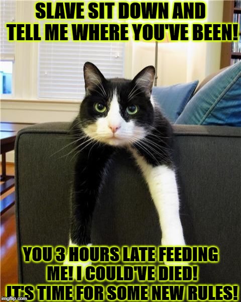 SLAVE SIT DOWN AND TELL ME WHERE YOU'VE BEEN! YOU 3 HOURS LATE FEEDING ME! I COULD'VE DIED! IT'S TIME FOR SOME NEW RULES! | image tagged in discipline cat | made w/ Imgflip meme maker