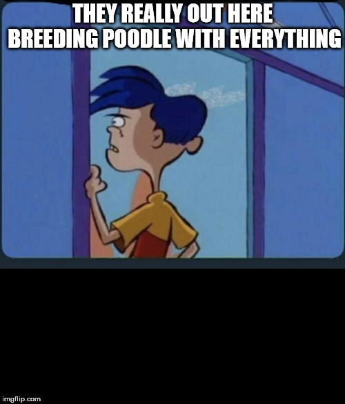 Ed Edd n eddy Rolf | THEY REALLY OUT HERE BREEDING POODLE WITH EVERYTHING | image tagged in ed edd n eddy rolf | made w/ Imgflip meme maker