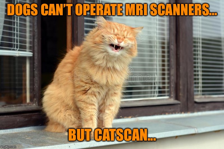 Difference between cats and dogs... | DOGS CAN’T OPERATE MRI SCANNERS... BUT CATSCAN... | image tagged in laughing cat,funny,bad pun | made w/ Imgflip meme maker