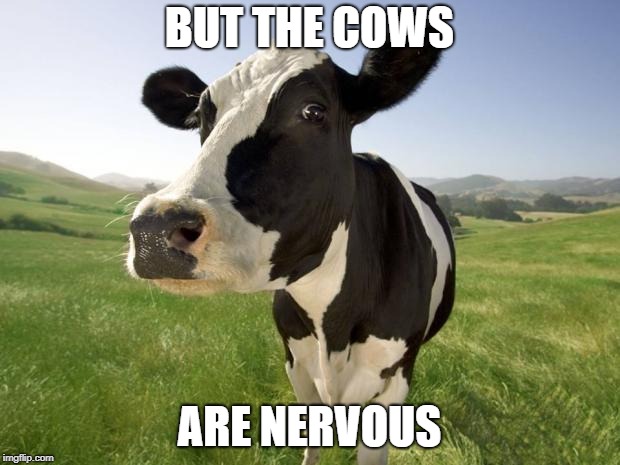 cow | BUT THE COWS; ARE NERVOUS | image tagged in cow | made w/ Imgflip meme maker