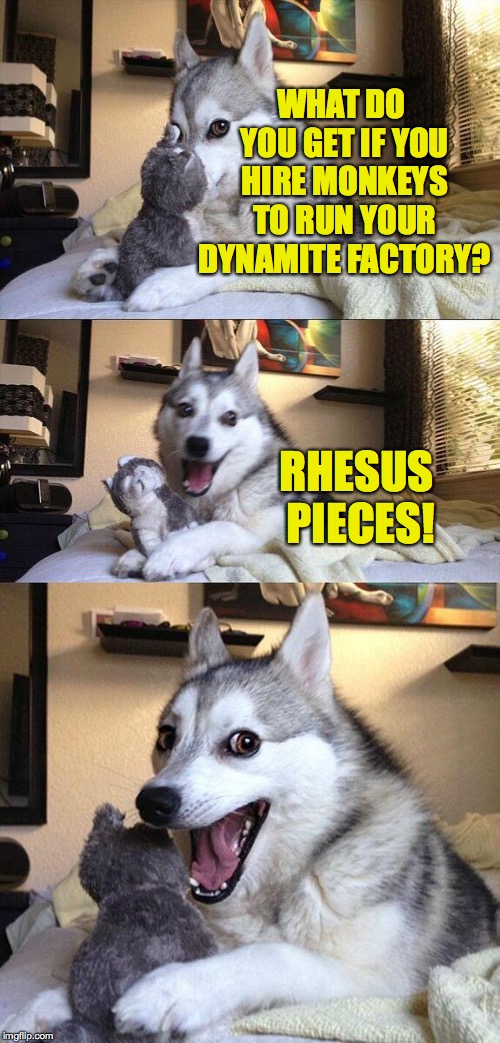 Bad Pun Dog Meme | WHAT DO YOU GET IF YOU HIRE MONKEYS TO RUN YOUR DYNAMITE FACTORY? RHESUS PIECES! | image tagged in memes,bad pun dog | made w/ Imgflip meme maker