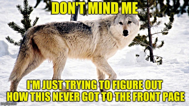 dont mind me wolf | DON'T MIND ME I'M JUST TRYING TO FIGURE OUT HOW THIS NEVER GOT TO THE FRONT PAGE | image tagged in dont mind me wolf | made w/ Imgflip meme maker