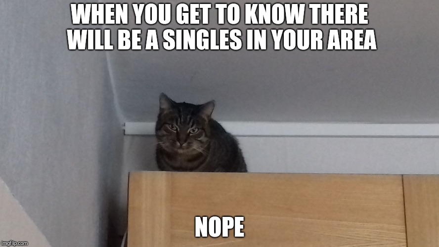 Singles for cat | WHEN YOU GET TO KNOW THERE WILL BE A SINGLES IN YOUR AREA; NOPE | image tagged in cat,memes | made w/ Imgflip meme maker