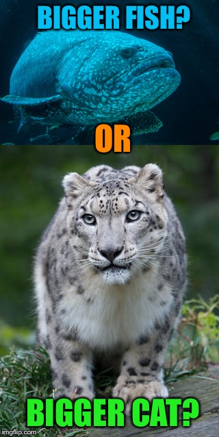 BIGGER FISH? BIGGER CAT? OR | made w/ Imgflip meme maker