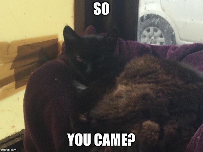 So you came? | SO; YOU CAME? | image tagged in funny cats | made w/ Imgflip meme maker