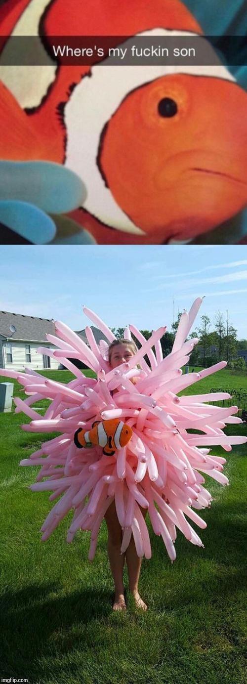 Nice cosplay. | image tagged in disney,nemo,cosplay | made w/ Imgflip meme maker
