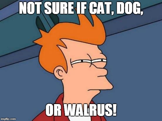 Futurama Fry Meme | NOT SURE IF CAT, DOG, OR WALRUS! | image tagged in memes,futurama fry | made w/ Imgflip meme maker