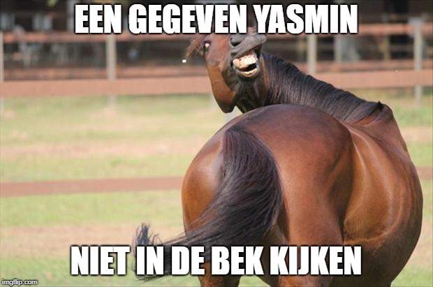 funny horse | EEN GEGEVEN YASMIN; NIET IN DE BEK KIJKEN | image tagged in funny horse | made w/ Imgflip meme maker