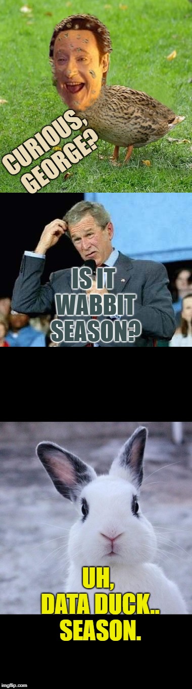 An Elmer Fudd Memeuction.  All Wights Wesewrved... | CURIOUS, GEORGE? IS IT WABBIT SEASON? UH, DATA DUCK.. SEASON. | image tagged in wesrved for wou,wou wike my memes | made w/ Imgflip meme maker
