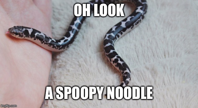 OH LOOK; A SPOOPY NOODLE | image tagged in spoopy noodle | made w/ Imgflip meme maker