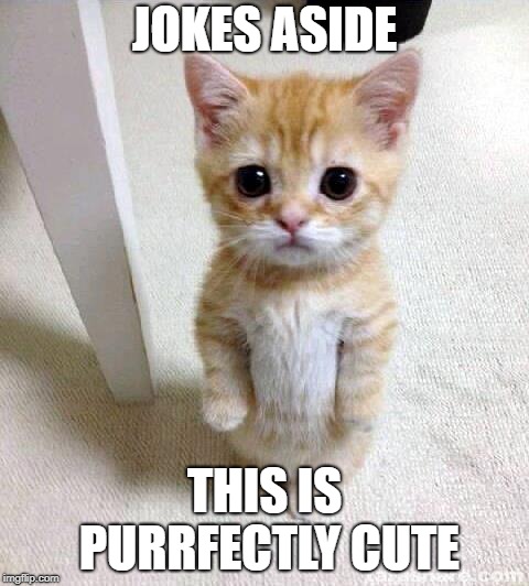 Cute Cat | JOKES ASIDE; THIS IS PURRFECTLY CUTE | image tagged in memes,cute cat,funny,teddyarchive | made w/ Imgflip meme maker