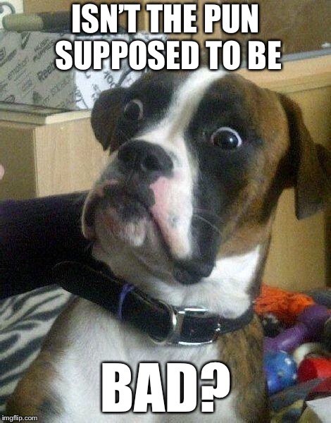 Surprised Dog | ISN’T THE PUN SUPPOSED TO BE BAD? | image tagged in surprised dog | made w/ Imgflip meme maker