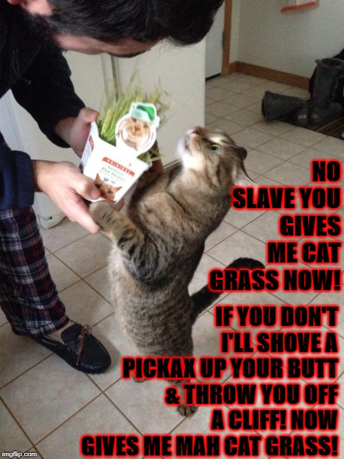 NO SLAVE YOU GIVES ME CAT GRASS NOW! IF YOU DON'T I'LL SHOVE A PICKAX UP YOUR BUTT & THROW YOU OFF A CLIFF! NOW GIVES ME MAH CAT GRASS! | image tagged in i'll kill you | made w/ Imgflip meme maker